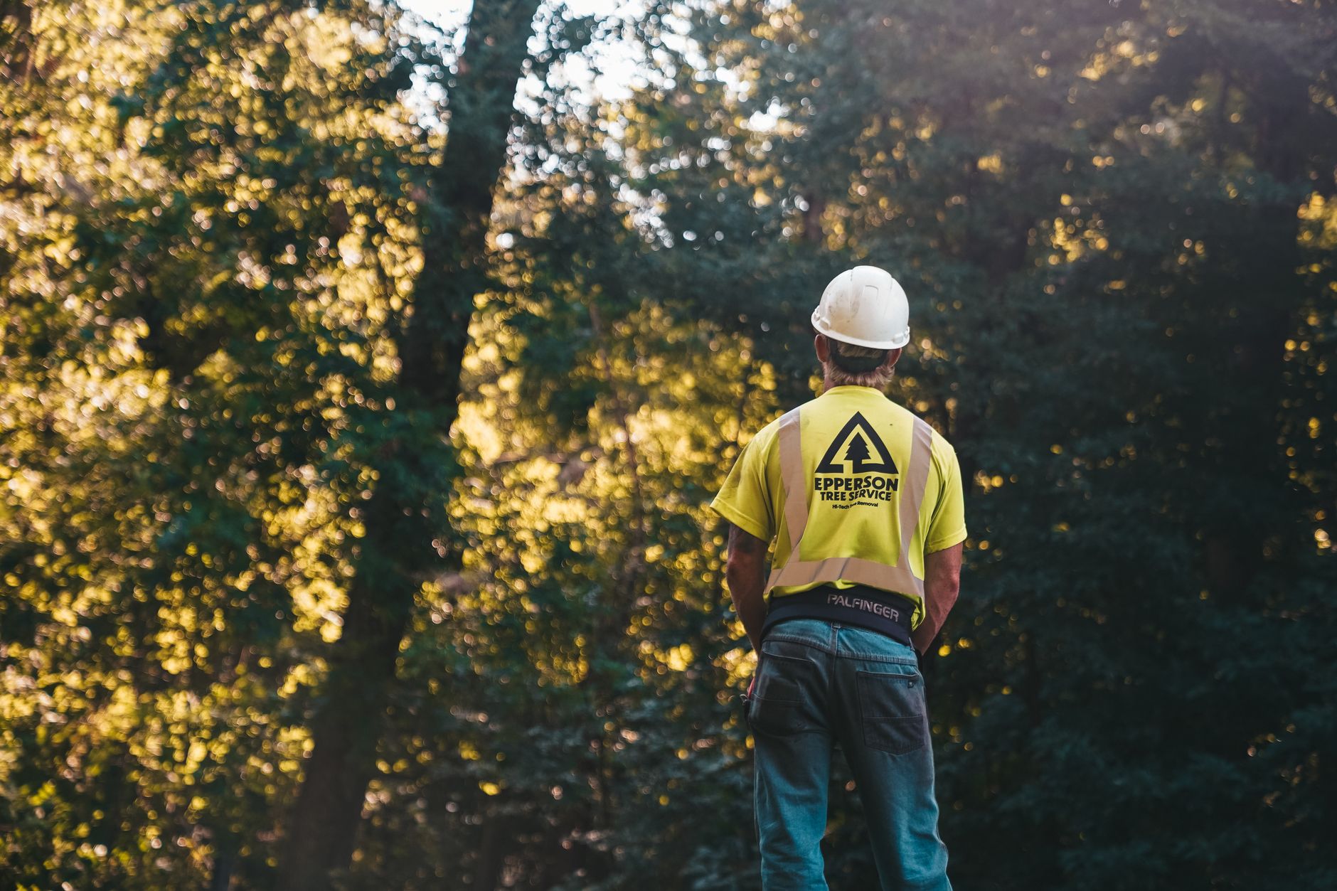 Tree Removal — Paris Tx Tree Removal