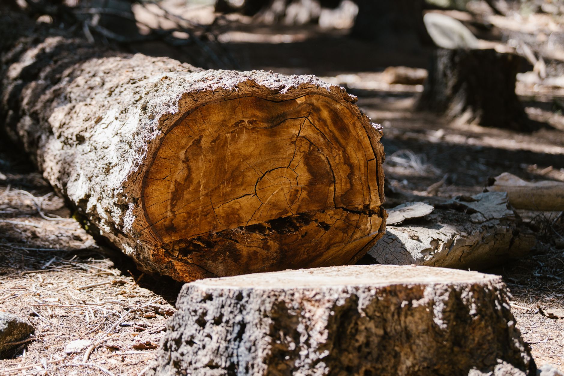 Stump Grinding — Paris Tx Tree Removal