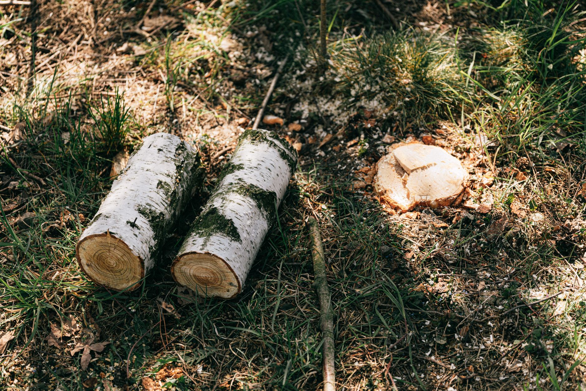 Debris Hauling — Paris Tx Tree Removal